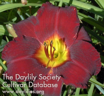 Daylily Black Spot